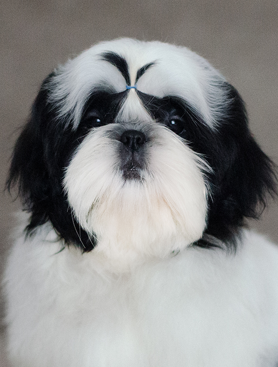 shih-tzu